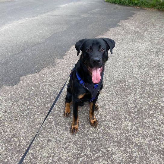 Hund,Hunderasse,Straßenbelag,Halsband,Fleischfresser,Pflanze,Asphalt,Kitz,Hundehalsband,Begleithund,