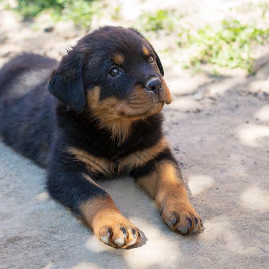 Hund, Wirbeltier, Hunderasse, Canidae, Säugetier, Welpe, Fleischfresser, Begleithund, Schnauze, Sportgruppe, Wachhung, Rottweiler Junghund, junger Rotti, braun schwarzer Hund, große Hunderasse mit Schlappohren, Kampfhund Rotti, Listenhund in vielen Ländern