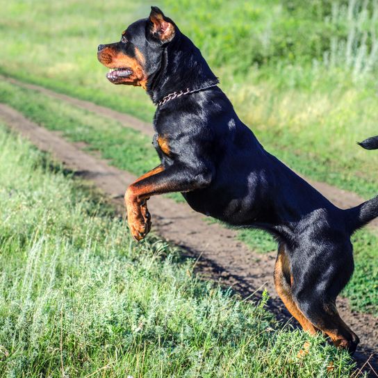 Hund, Säugetier, Wirbeltier, Hunderasse, Canidae, Fleischfresser, Rottweiler, österreichischer Schwarz-Braun-Hund, kupierte Ohren, Kampfhund, Listenhund