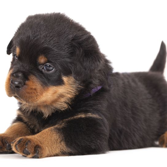 Hund, Säugetier, Wirbeltier, Hunderasse, Canidae, Welpe, Rottweiler Welpe, Fleischfresser, Begleithund, Schnauze, Wachhund, großer Kampfhund, Listenhund, schwarz brauner Hund