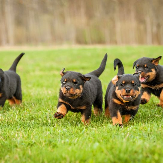 Hund, Säugetier, Wirbeltier, Hunderasse, Canidae, Fleischfresser, Rottweiler Welpen, Manchester Terrier, Wachhung, Rasse ähnlich Zwergpinscher, Rotti Welpen, Kampfhund, Listenhund