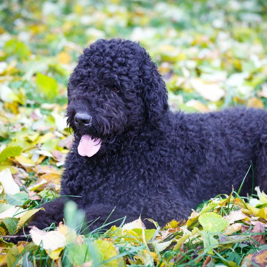 Russischer schwarzer Terrier ähnlich Schnauzer, schwarzer großer Hund mit welligem Fell, Hund mit Wellen, Hund der viele Haare im Gesicht hat, russische Hunderasse, Hund aus Russland, Großer Hund im Wald liegend