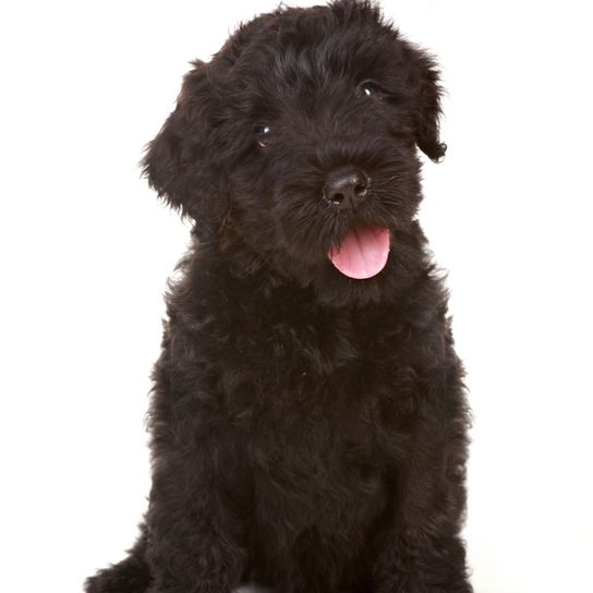 Russischer schwarzer Terrier Welpe, Hund ähnlich Schnauzer, schwarzer großer Hund mit welligem Fell, Hund mit Wellen, Hund der viele Haare im Gesicht hat, russische Hunderasse, Hund aus Russland, Großer Hund