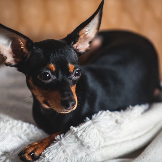 Russkiy Toy rot braun, kleine Hunderasse aus Russland, russische Hunderasse, Terrier, Russischer Toy Terrier, Hängeohren mit langem Fell, Hund ähnlich Chihuahua