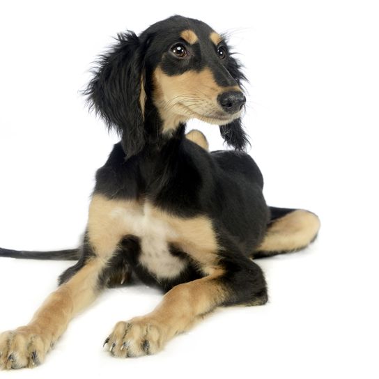 Hund, Wirbeltier, Canidae, Säugetier, Hunderasse, Fleischfresser, Saluki, Begleithund, Schnauze, Seltene Rasse Saluki Welpe in schwarz und braun, Riesenhundrasse, sehr dünne Hunde, Windhund