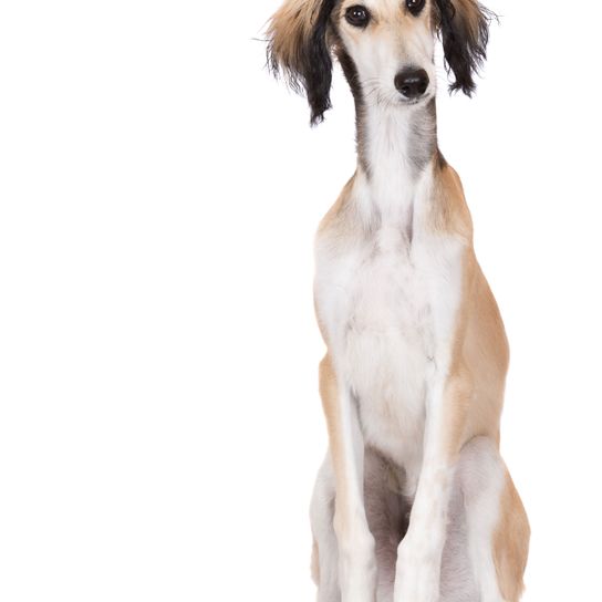 Hund, Säugetier, Wirbeltier, Canidae, Hunderasse, Salukihund, Fleischfresser, langhaariger Whippet, Begleithund, Windhund Saluki sitzt