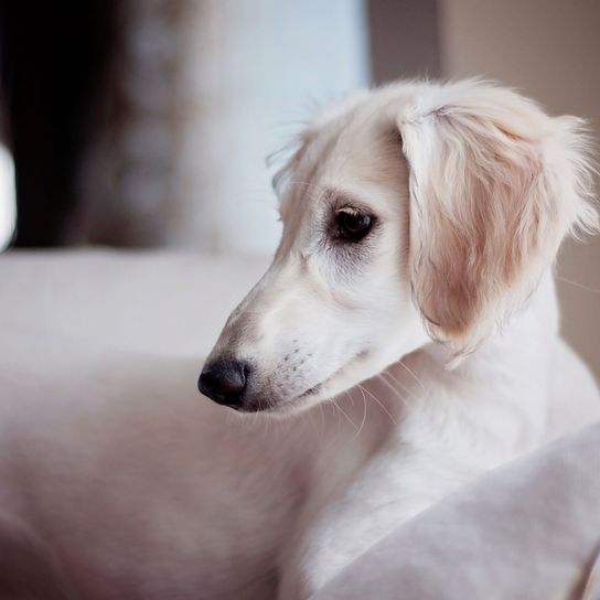 Hund, Säugetier, Wirbeltier, Canidae, Hunderasse, Saluki Welpe, Fleischfresser, Begleithund, Seidenwindhund, Rasse ähnlich Borzoi, kleiner blonder Hund mit langen Schlappohren