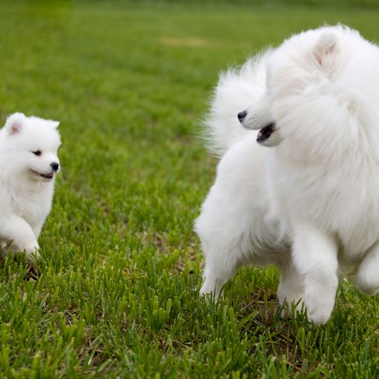 Säugetier, Hund, Wirbeltier, Canidae, Deutscher Spitz Klein, Samojede, Rasse ähnlich Volpino Italiano, Hund ähnlich Japanischer Spitz, Hunderasse, Spitz, Samojede Mama und Welpe, kleiner weißer Hund, großer weißer Hund mit viel Fell