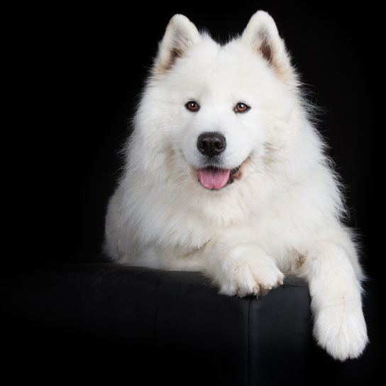 Hund, Säugetier, Wirbeltier, Canidae, Hunderasse, weißer Samojede, Fleischfresser, Hund ähnlich amerikanischer Eskimohund, Rasse ähnlich indischer Spitz oder japanischer Spitz, kleine Stehohren, Hund mit langem Fell