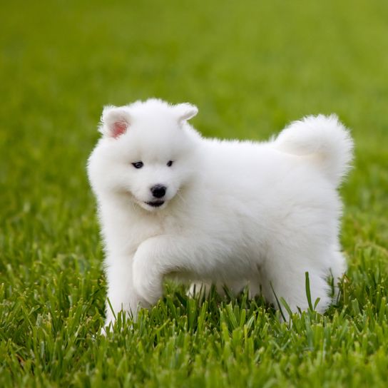 Hund, Säugetier, Wirbeltier, Hunderasse, Canidae, Samojede, Welpe, kleiner Hund der aussieht wie Zwergspitz, Hunderasse mit langem Fell und Stehohren