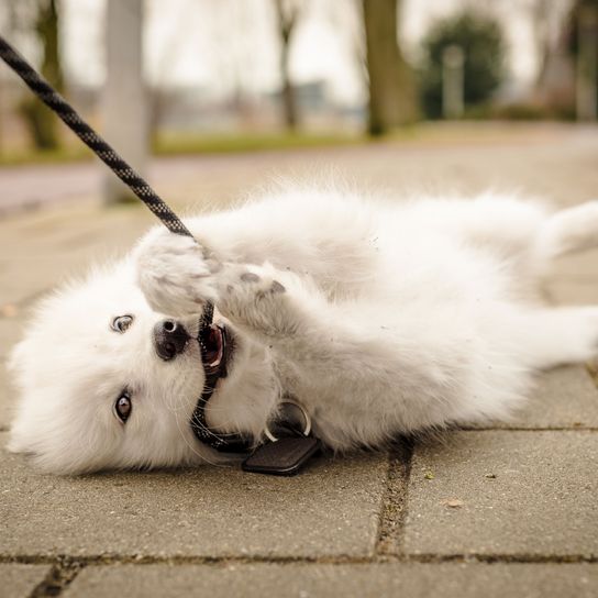 Säugetier, Canidae, japanischer Spitz, Hund, Fleischfresser, Katze, Hunderasse, Schnurrhaare, Samojede Welpe spiet mit der Leine, Leinenführigkeit trainieren, Welpe beißt in die Leine, weißer kleiner Welpe, Hund mit langem Fell