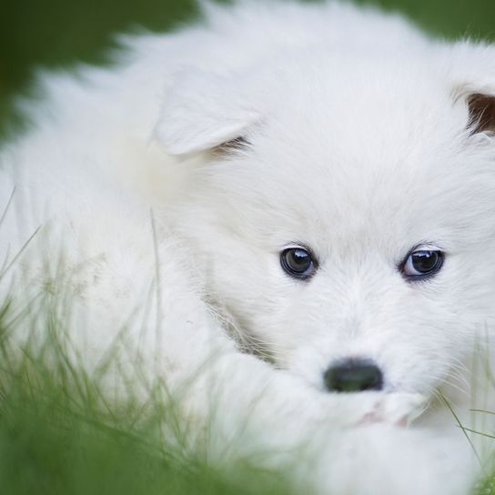 Hund, Säugetier, Wirbeltier, Hunderasse, Canidae, Samojede Welpe, Hund der aussieht wie japanischer Spitz, Volpino italiano, Rasse ähnlich amerikanischer Eskimohund, Fleischfresser, kleiner weißer Welpe, Hund mit langem weißen Fell