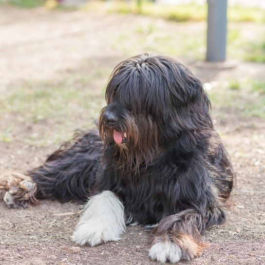 Schapendoes dunkel mit weißen Pfoten, holländischer Hund