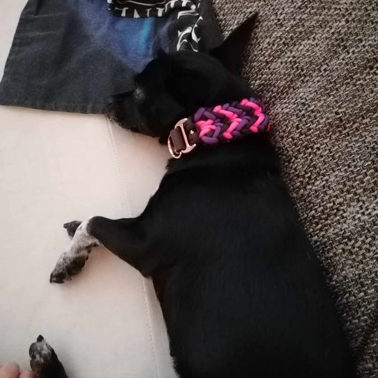 schlafender Chihuahua Mischling Prager Hund,Schwarz,Ärmel,Hunderasse,Fleischfresser,Hut,Arbeitstier,Begleithund,Hundezubehör,Handgelenk,
