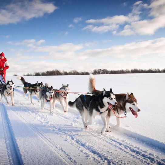 Mushing, Hundeschlitten, Schlittenhunderennen mit Husky, Siberian Husky ziehen eine Rodel, Hund, Säugetier, Schlittenhund, Canidae, Grönlandhund, Northern Inuit Hund, Fahrzeug,