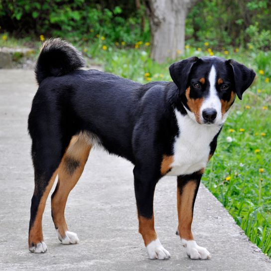 Hund, Säugetier, Wirbeltier, Hunderasse, Canidae, Fleischfresser, Appenzeller Sennenhund, schwarz brauner Appenzeller Sennenhund steht auf Weg