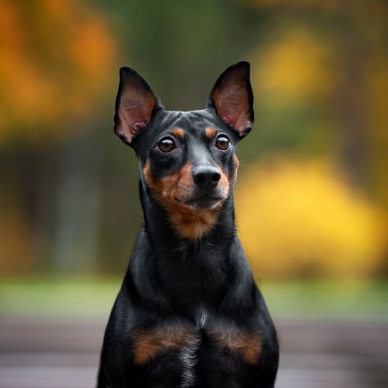 schwarz-brauner Deutscher Pinscher Hund, Säugetier, Wirbeltier, Hunderasse, Canidae, Pinscher, Fleischfresser, deutscher Pinscher, schwarzbrauner Deutscher Pinscher