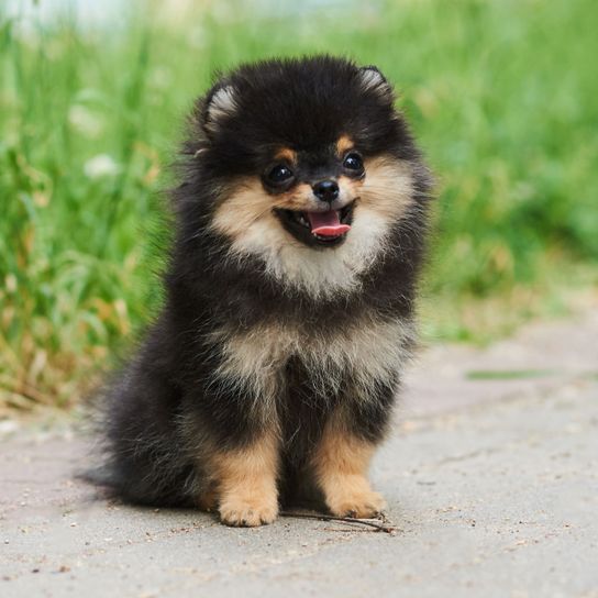 Hund, Säugetier, Wirbeltier, Canidae, Hunderasse, Pomeranian, Spitz, Deutscher Spitz Klein, Deutscher Spitz, Rasse ähnlich Finnischer Lapphund, kleiner Zwergspitz in drei Farben, schwarz brauner Zwergspitz