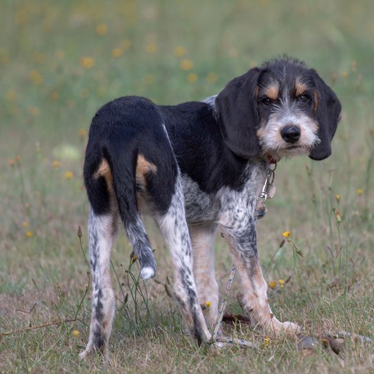 Hund, Säugetier, Wirbeltier, Hunderasse, Canidae, Fleischfresser, Griffon Bleu de Gascogne, Jagdhund, schwarz gefleckter Griffon bleu de Gascogne steht auf Wiese