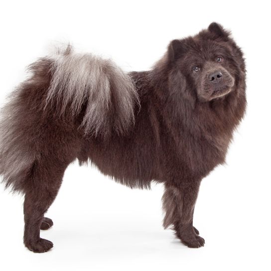 Säugetier, Wirbeltier, Hund, Canidae, Hunderasse, Hund ähnlich deutscher Spitz, schaut aus wie ein deutscher Spitz mittel, Fleischfresser, grau schwarzer Chow-Chow, Rasse ähnlich deutscher Spitz klein,