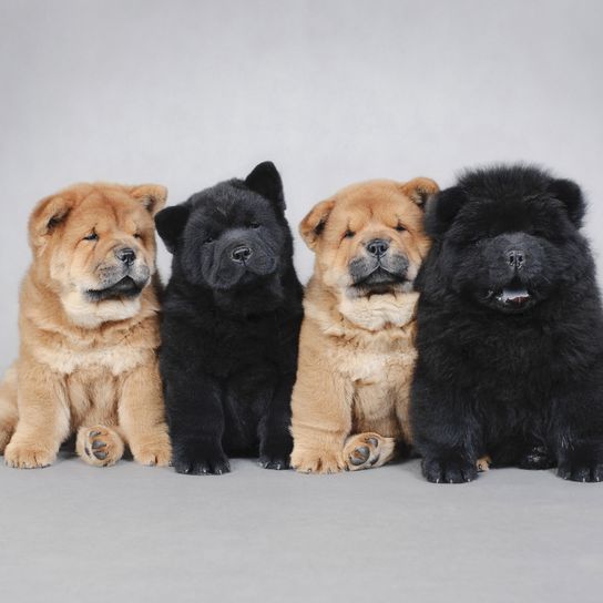 Hund, Säugetier, Wirbeltier, Canidae, Hunderasse, Chow-Chow Welpen in schwarz und hellbraun, Blaue Zunge, Fleischfresser, Begleithund, Nicht-Sportgruppe, Rasse ähnlich Eurasier,