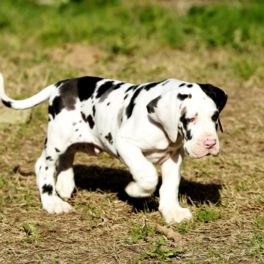 Doggen Welpe, schwarz weißer Welpe, gepunktet wie Dalmatiner Hund, Säugetier, Wirbeltier, Hunderasse, Canidae, Fleischfresser, Deutsche Dogge, Nicht-Sportgruppe, Sportgruppe, Dalmatiner,