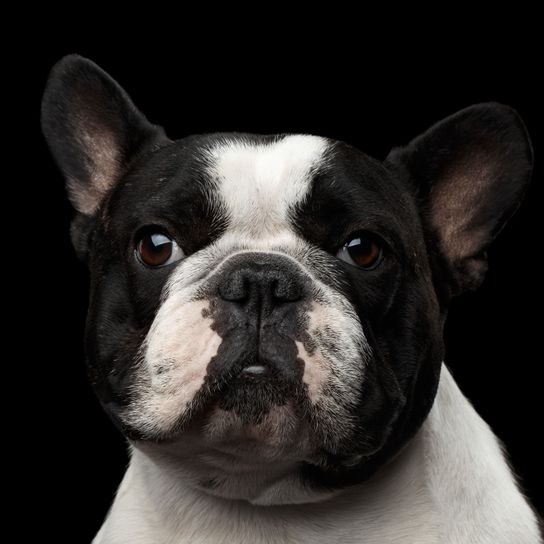 Hund, Säugetier, Wirbeltier, Hunderasse, Canidae, schwarz weiße Französische Bulldogge mit Stehohren, Schnauze, Bulldogge, Nase, Begleithund, kleiner schwarz weißer Hund mit kurzem Fell