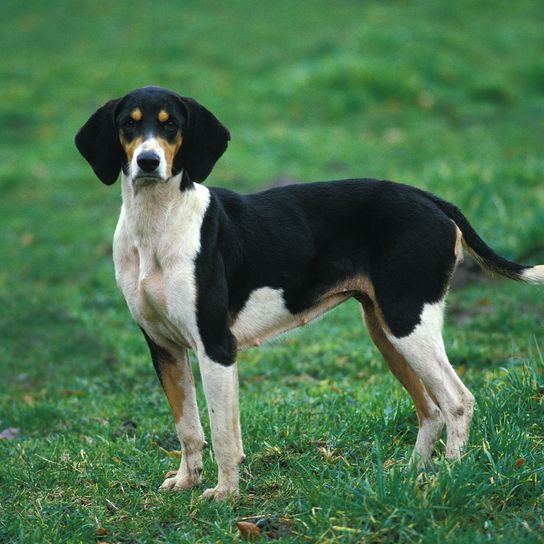 Hund, Säugetier, Wirbeltier, Hunderasse, Canidae, Fleischfresser, Jagdhund, schwarz weißer Anglo-Français de petite vénerie steht auf Feld