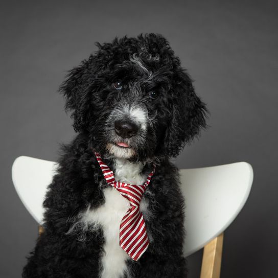 Hund, Wirbeltier, Canidae, Säugetier, Hunderasse, Fleischfresser, Pudel, Sportgruppe, schwarz-weißer Bernedoodle mit rotweiß-gestreifter Krawatte sitzt auf Sessel