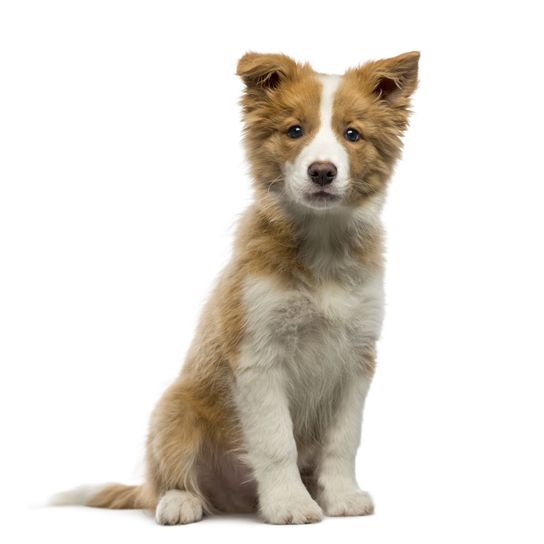 schwarz-weißer Boarder Collie Welpe sitzend Hund, Säugetier, Wirbeltier, Canidae, Hunderasse, Fleischfresser, Border Collie, Welpe, Begleithund, Schnauze, schwarz-weißer Boarder Collie Welpe sitzt vor weißem Hintergrund
