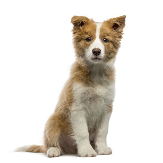 Hund, Säugetier, Wirbeltier, Canidae, Hunderasse, Fleischfresser, Border Collie, Welpe, Begleithund, Schnauze, schwarz-weißer Boarder Collie Welpe sitzt vor weißem Hintergrund