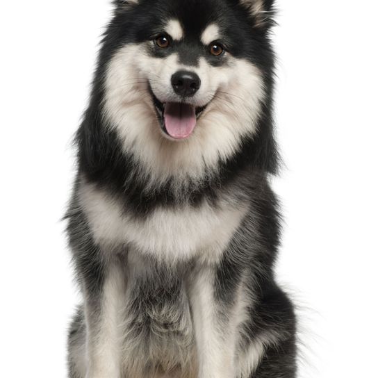 Hund, Säugetier, Wirbeltier, Canidae, Hunderasse, finnischer Lapphund, Siberian, Fleischfresser, schwarz weißer Finnischer Lapphund sitzt vor weißem Hintergrund