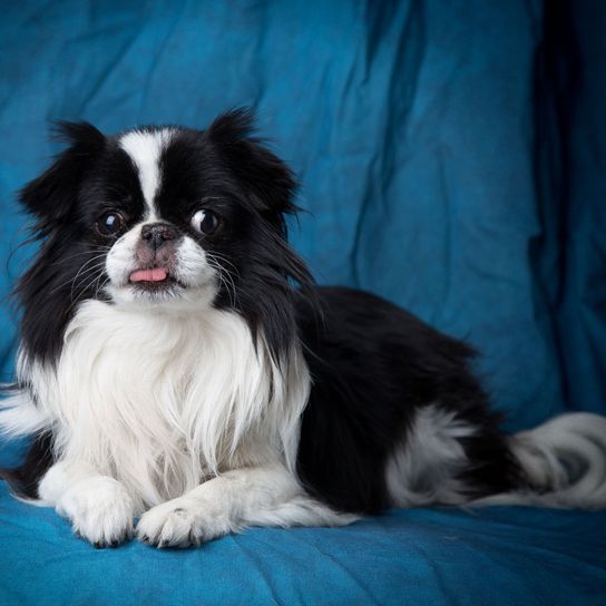 Hund, Säugetier, Wirbeltier, Canidae, Hunderasse, Fleischfresser, Begleithund, japanisch Chin Hund ausgewachsen, kleiner schwarz weißer Hund