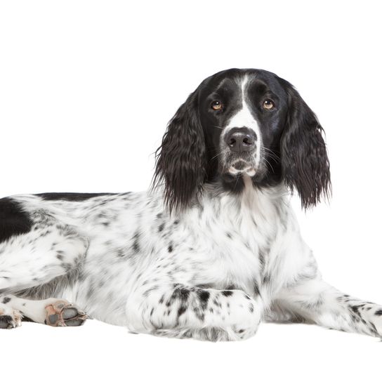 schwarz weißer Münsterländer schwarz weißer Münsterländer mit langen Ohren mit vielen Haaren, Hund ähnliche Färbund wie Pointer oder Springer Spaniel, mittelgroße Hunderasse