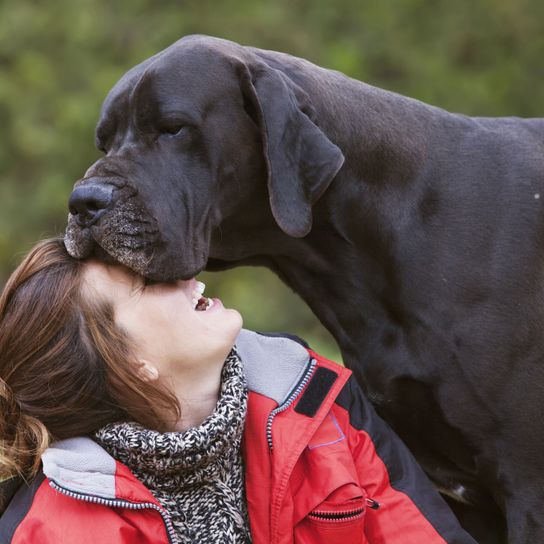 Schwarze Dogge mit Frau kuschelnd Hund, Säugetier, Wirbeltier, Canidae, Hunderasse, Fleischfresser, Deutsche Dogge, Sportgruppe, Riesenhunderasse, Arbeitshund,