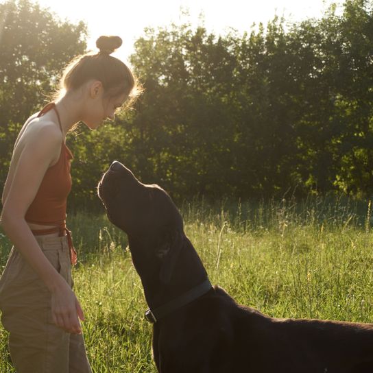 schwarze Dogge mit frauchen Menschen in der Natur, Gras, Grün, Licht, Canidae, Sonnenlicht, Hund, Morgen, Wiese, Deutsche Dogge, schwarze Dogge, Great Dane