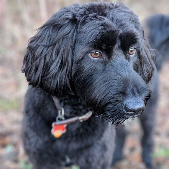 Hund, Säugetier, Wirbeltier, Canidae, Hunderasse, Fleischfresser, Sportgruppe, Jagdhund, Schnauze, schwarzer Aussiedoodle mit Halsband im Wald