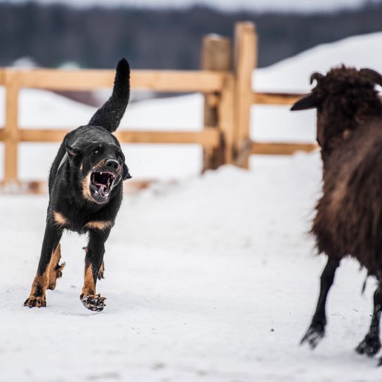 Säugetier, Wirbeltier, Hund, Canidae, Schnee, Hunderasse, Sportgruppe, Winter, Schaf, Fleischfresser, schwarzer Beauceron bellt im Schnee stehend Schafe an