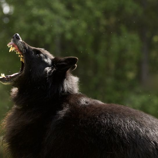 belgischer Schäferhund zeigt seine Zähne, schwarzer großer Hund mit langem Fell, Groenendael