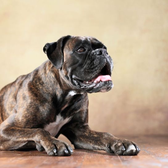 Hund, Säugetier, Wirbeltier, Canidae, Hunderasse, Fleischfresser, Schnauze, Rasse ähnlich alte englische Bulldogge, Hund ähnlich  Molosser, Renascence Bulldogge, schwarzer Boxer glänzt