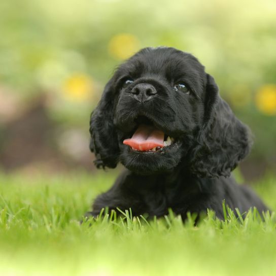 Hund, Säugetier, Wirbeltier, Hunderasse, Canidae, Cockerspaniel, Sporting Group, Fleischfresser, schwarzer amerikanischer Cockerspaniel Welpe, Spaniel,