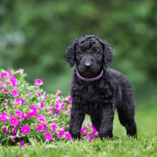 Hund, Säugetier, Wirbeltier, Canidae, Hunderasse, Hund ähnlich Standardpudel, Fleischfresser, Sportgruppe, Curly Coated Retriever Welpe in schwarz