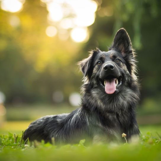 Hund, Säugetier, Wirbeltier, Hunderasse, Canidae, Fleischfresser, Gras, Seltene Rasse (Hund), Sporting Group, Rasse ähnlich Böhmischer Schäferhund, schwarzer deutscher Schäferhund mit nur einem Stehohr und einem Schlappohr