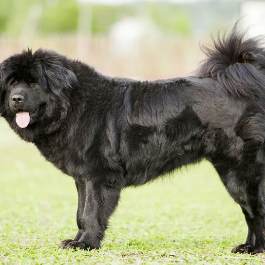 schwarzer Do Kyhi Hund, Säugetier, Wirbeltier, Hunderasse, Canidae, Fleischfresser, Begleithund, Alte Hunderassen, Sporting Group, Seltene Rasse (Hund), Tibetan Mastiff schwarz