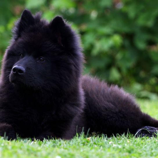 Hund, Säugetier, Wirbeltier, Hunderasse, Canidae, Rasse ähnlich Deutscher Spitzmittel, Fleischfresser, Hund ähnlich Schipperke, schwarzer Hund ähnlich schwedischer Lapphund, schwrzer Eurasier mit viel Fell