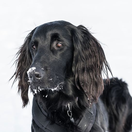 Hund, Säugetier, Wirbeltier, Canidae, Hunderasse, Fleischfresser, Sportgruppe, Schnauze, Flachbeschichteter Retriever, schwarzer Flat Coated Retriever mit Schnee auf der Schnauze