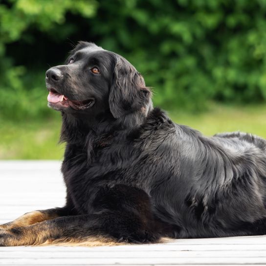 Hund, Säugetier, Wirbeltier, Hunderasse, Canidae, Fleischfresser, Rasse ähnlich deutscher Spaniel, Sportgruppe, kein Spaniel, Hund ähnlich Picardie-Spaniel, schwarzer Hovawart, großer schwarzer Hund mit langem Fell