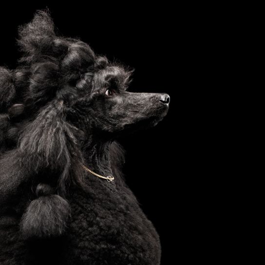 Hund, Canidae, Schwarz, Hunderasse, Pudel, Standardpudel, Fleischfresser, Hundefrisur für langhaarigen Hund, Königspudel schwarz, großer schwarzer Hund mit lockigem Haar, Riesenpudel
