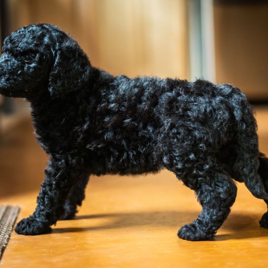 Hund, Wirbeltier, Canidae, Säugetier, Hunderasse, Hund ähnlich spanischer Wasserhund, Rasse ähnlich portugiesischer Wasserhund, Pudelmischling, Labradoodle, schwarzer Labradormix, Labimischling, hypoallergene Rasse, Allergikerhund