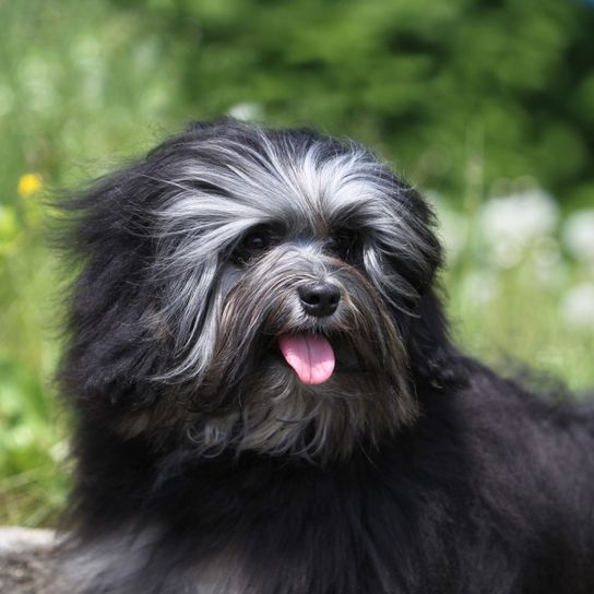 Hund, Säugetier, Wirbeltier, Hunderasse, Canidae, Cão da serra de aires, schaut aus wie ein Pyrenäenhirte, Rasse ähnlich Affenpinscher, es schaut zwar ähnlich ist aber kein katalanischer Schäferhund, Hund ähnlich tibetischer Terrier, Löwchen mit langen Haaren, schwarzer Löwchen